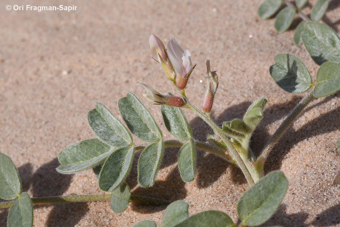 Astragalus arpilobus  Astragalus arpilobus,Geotagged,Israel,Spring