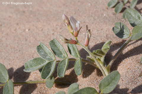 Astragalus arpilobus  Astragalus arpilobus,Geotagged,Israel,Spring