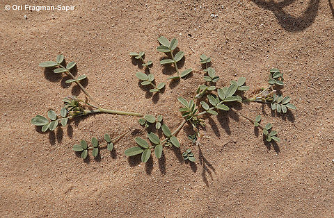 Astragalus arpilobus  Astragalus arpilobus,Geotagged,Israel,Spring