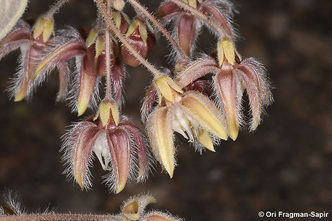 Pergularia tomentosa  Geotagged,Israel,Pergularia tomentosa,Spring