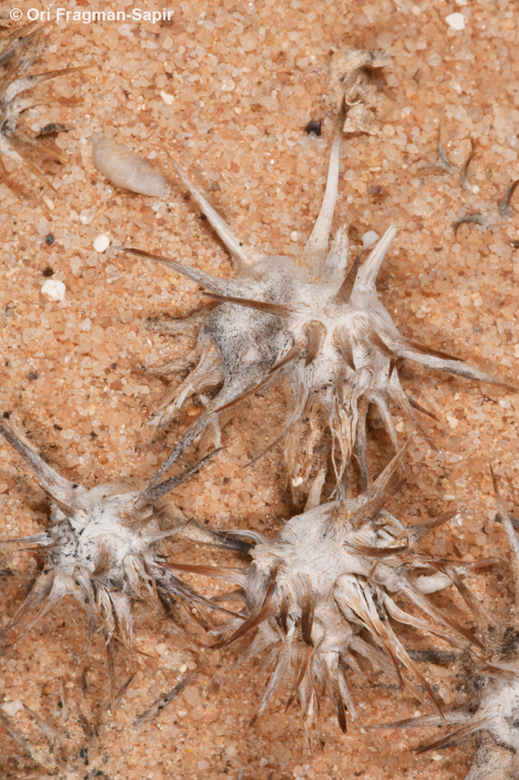 Gymnocarpos sclerocephalus  Geotagged,Gymnocarpos sclerocephalus,Israel,Spring