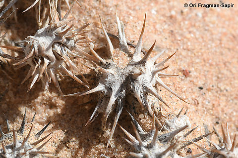 Gymnocarpos sclerocephalus  Geotagged,Gymnocarpos sclerocephalus,Israel,Spring