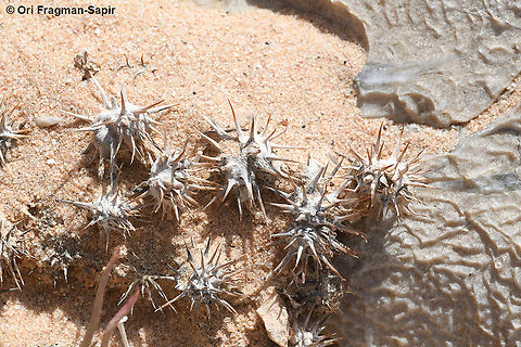 Gymnocarpos sclerocephalus  Geotagged,Gymnocarpos sclerocephalus,Israel,Spring