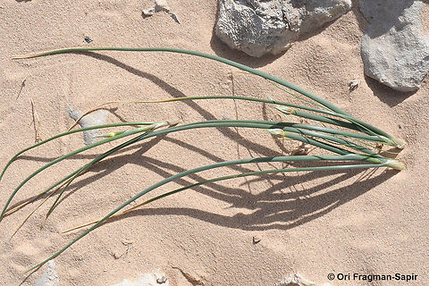Allium sinaiticum  Allium sinaiticum,Geotagged,Israel,Spring