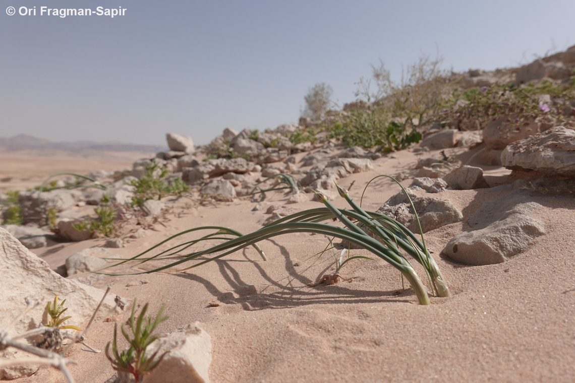 Allium sinaiticum  Allium sinaiticum,Geotagged,Israel,Spring