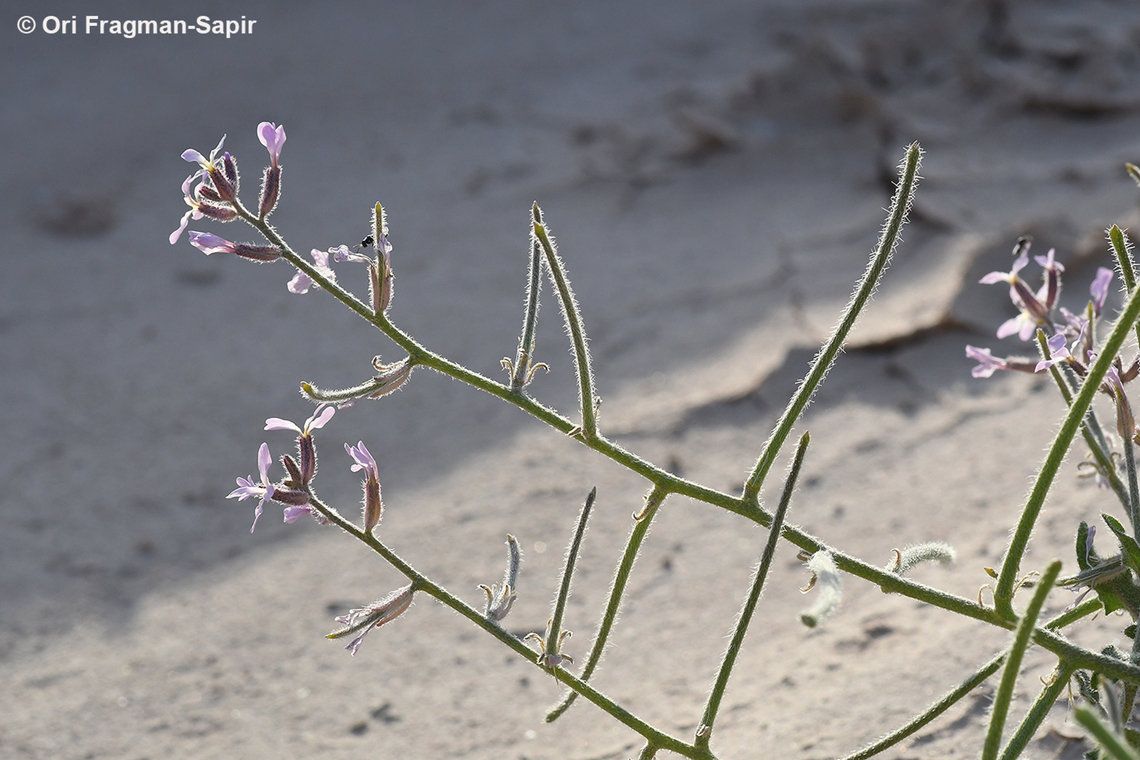 Strigosella africana  Geotagged,Israel,Spring,Strigosella africana