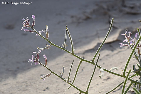 Strigosella africana  Geotagged,Israel,Spring,Strigosella africana