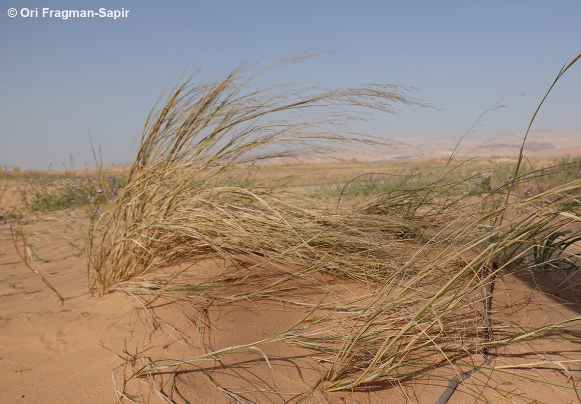 Stipagrostis drarii  Geotagged,Israel,Spring,Stipagrostis drarii
