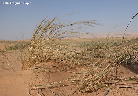 Stipagrostis drarii  Geotagged,Israel,Spring,Stipagrostis drarii