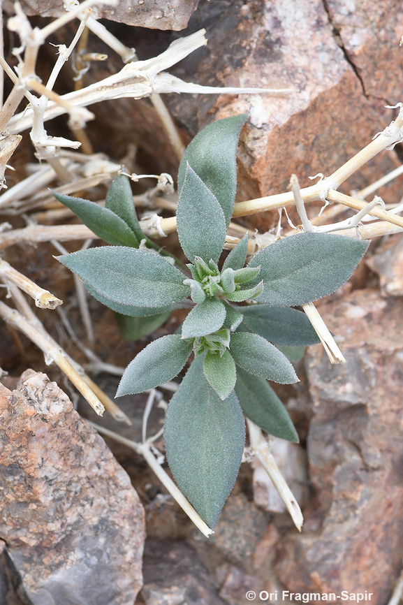 Cometes abyssinica  Cometes abyssinica,Geotagged,Israel,Spring