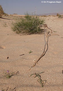Calligonum comosum Sand plants have to survive sand cover and also sand exposure - as you can see here. Calligonum comosum,Geotagged,Israel,Spring