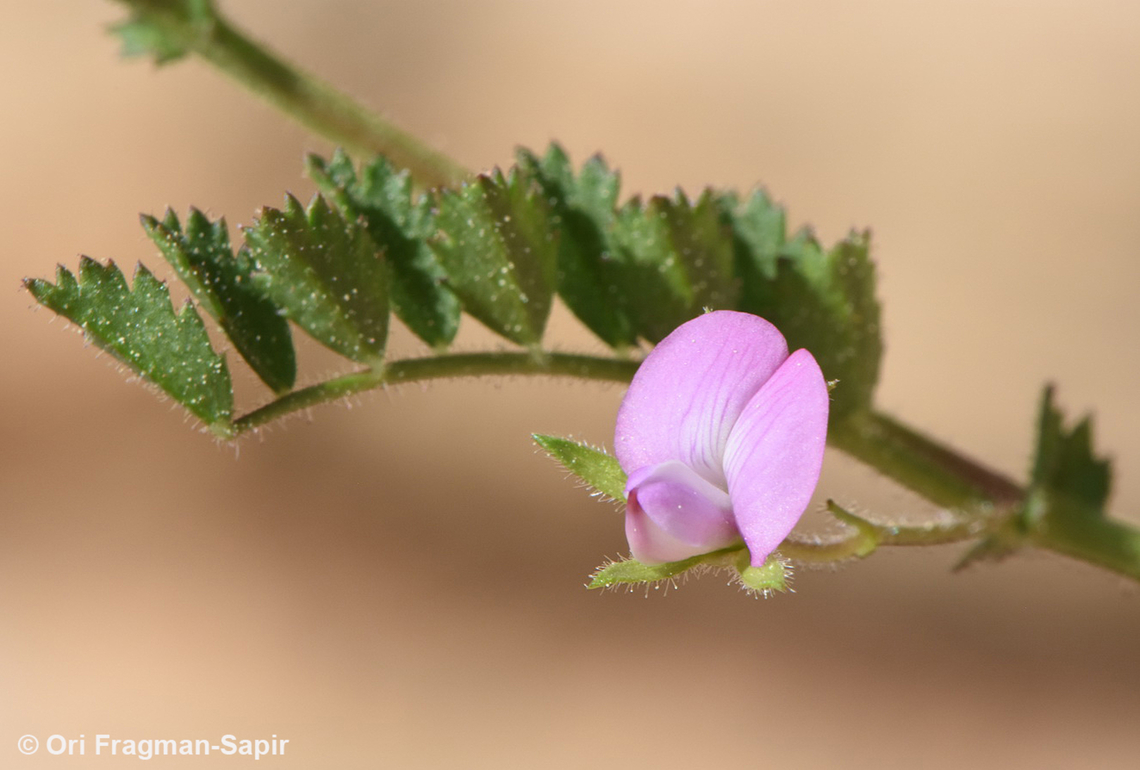 Cicer judaicum  Cicer judaicum,Geotagged,Israel,Spring