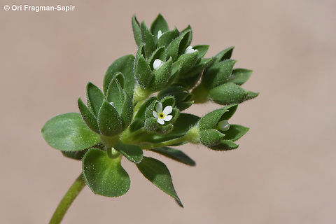 Androsace maxima  Androsace maxima,Annual Androsace