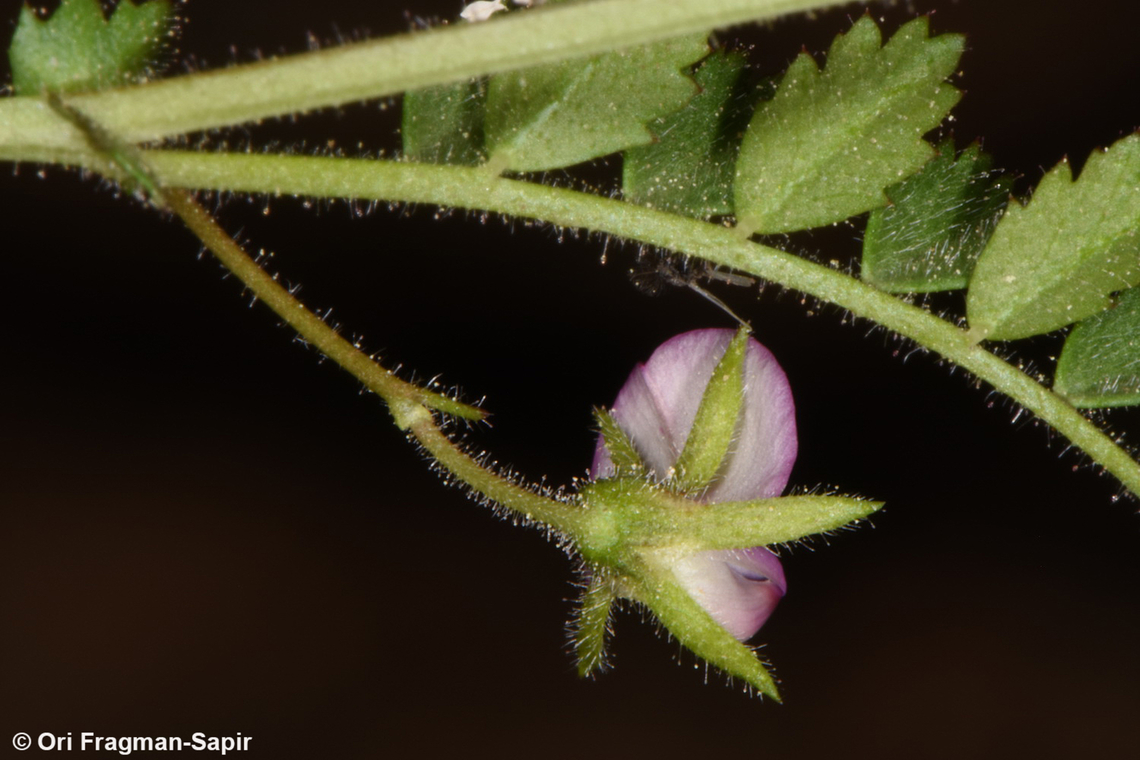 Cicer judaicum  Cicer judaicum,Geotagged,Israel,Spring