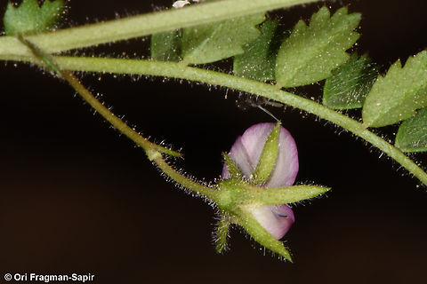 Cicer judaicum  Cicer judaicum,Geotagged,Israel,Spring