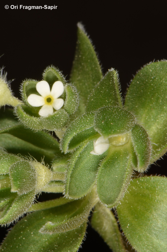 Androsace maxima  Androsace maxima,Annual Androsace