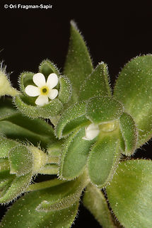 Androsace maxima  Androsace maxima,Annual Androsace