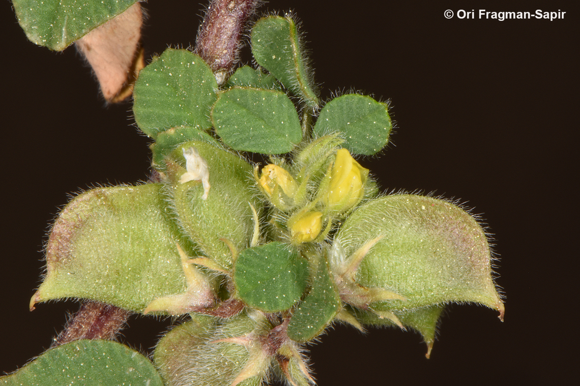 Trigonella brachycarpa  Medicago brachycarpa