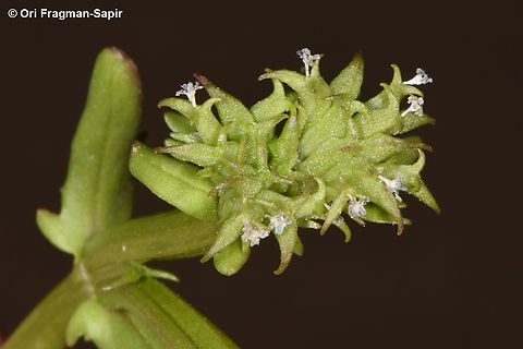 Valerianella echinata  Valerianella echinata