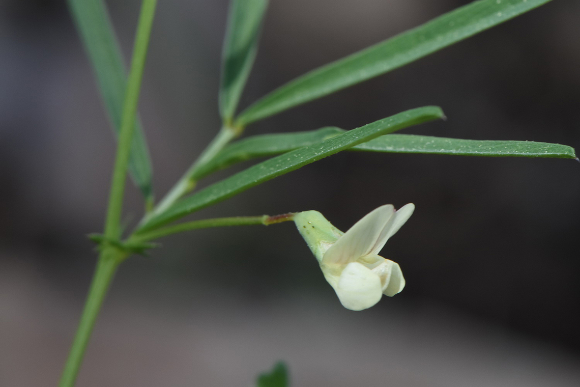 Lathyrus saxatilis Israel, Judean Mts, W of Ma&#039;ale Hahamisha Geotagged,Israel,Lathyrus saxatilis,Spring