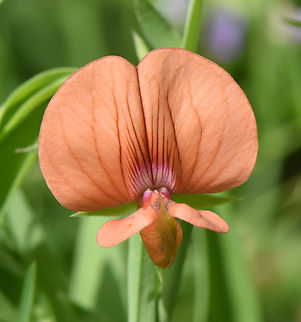 Lathyrus hirticaprus Israel, Judean Mts, Nes Harim Geotagged,Israel,Lathyrus hirticaprus,Spring