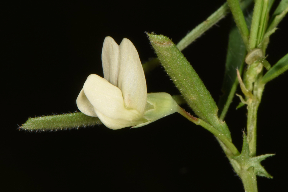 Lathyrus saxatilis Israel, Judean Mts, W of Ma'ale Hahamisha Geotagged,Israel,Lathyrus saxatilis,Spring