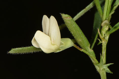 Lathyrus saxatilis Israel, Judean Mts, W of Ma'ale Hahamisha Geotagged,Israel,Lathyrus saxatilis,Spring