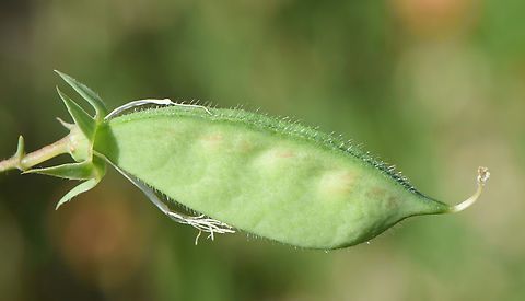 Lathyrus hirticaprus Israel, Judean Mts, Nes Harim Geotagged,Israel,Lathyrus hirticaprus,Spring