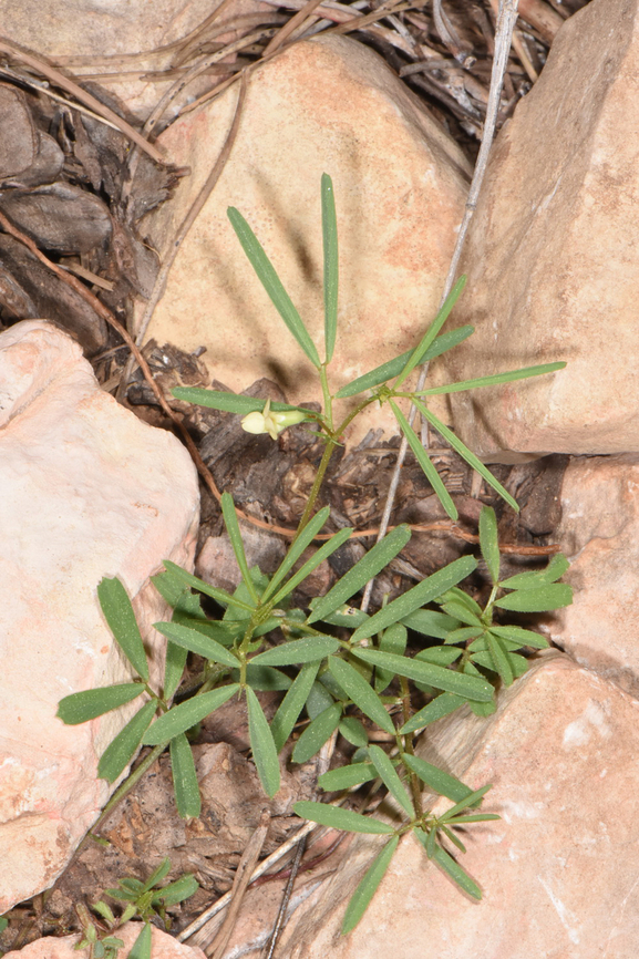 Lathyrus saxatilis Israel, Judean Mts, W of Ma&#039;ale Hahamisha Geotagged,Israel,Lathyrus saxatilis,Spring