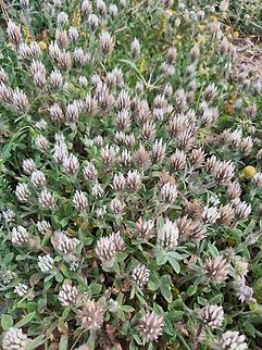 Trifolium palaestinum  Geotagged,Israel,Spring,Trifolium israeliticum,Trifolium palaestinum