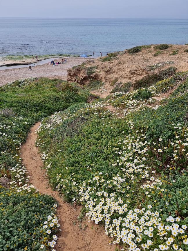 Anthemis leucanthemifolia  Anthemis leucanthemifolia,Geotagged,Israel,Spring