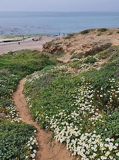 Anthemis leucanthemifolia  Anthemis leucanthemifolia,Geotagged,Israel,Spring