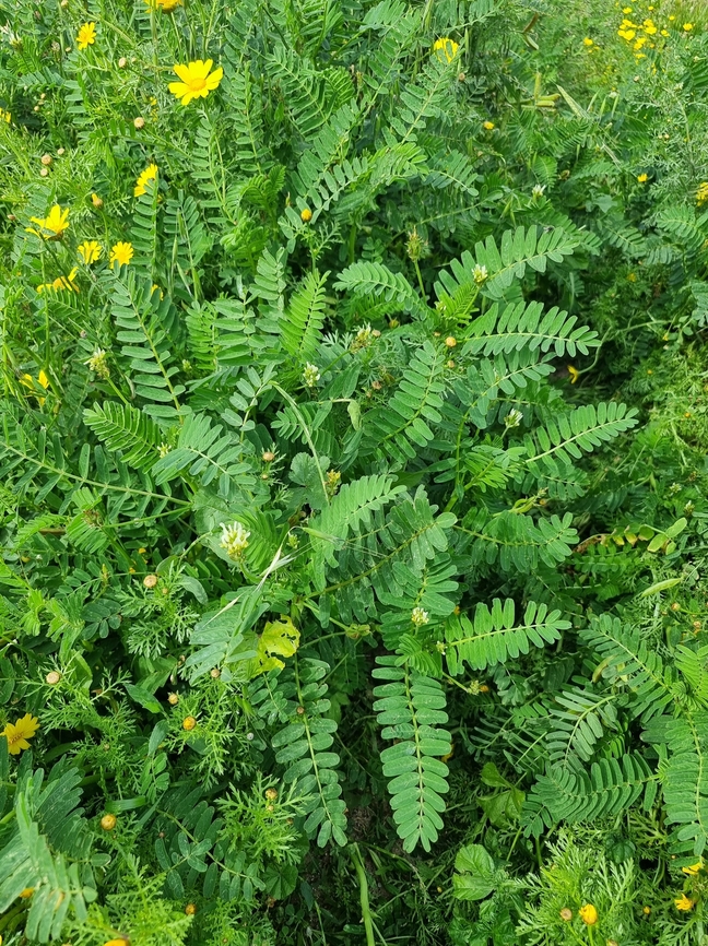 Astragalus boeticus  Astragalus boeticus,Geotagged,Israel,Spring