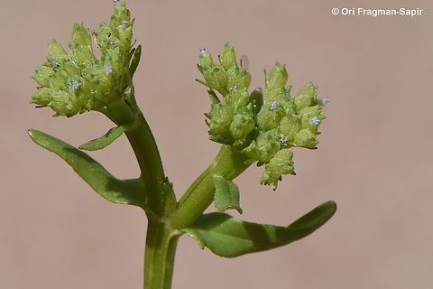 Valerianella orientalis  Valerianella orientalis