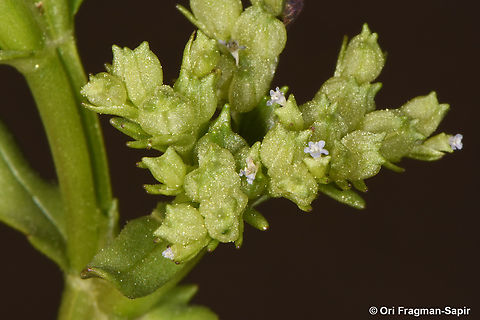 Valerianella orientalis  Valerianella orientalis