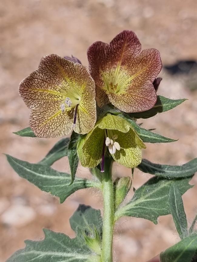 Hyoscyamus reticulatus  Geotagged,Hyoscyamus reticulatus,Jordan,Spring