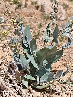 Isatis armena  Geotagged,Isatis armena,Jordan,Spring