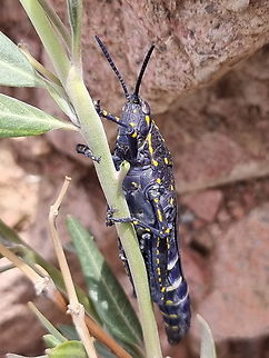 Poekilocerus bufonius  Black Cone-headed Grasshopper,Geotagged,Jordan,Poekilocerus bufonius,Spring