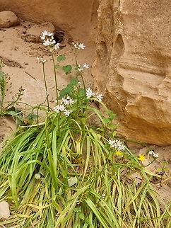 Allium palaestinum  Allium palaestinum,Geotagged,Jordan,Spring