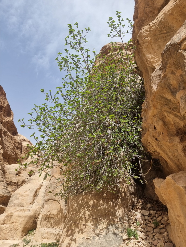 Ficus palmata  Ficus palmata,Geotagged,Jordan,Punjab Fig,Spring