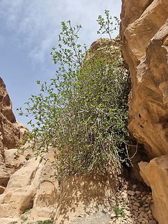 Ficus palmata  Ficus palmata,Geotagged,Jordan,Punjab Fig,Spring