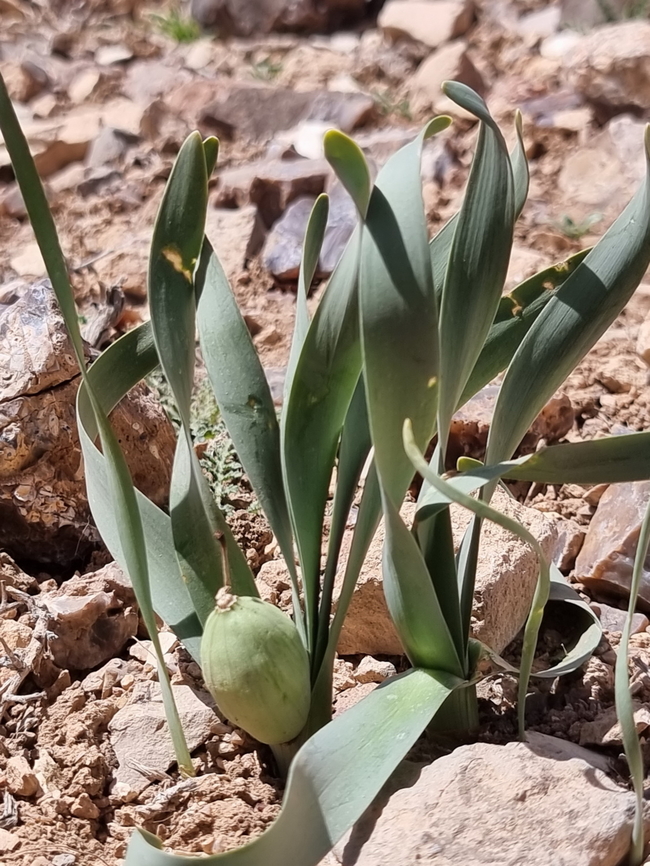 Sternbergia_clusiana  Geotagged,Jordan,Spring,Sternbergia clusiana