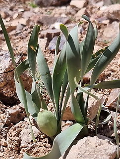 Sternbergia_clusiana  Geotagged,Jordan,Spring,Sternbergia clusiana