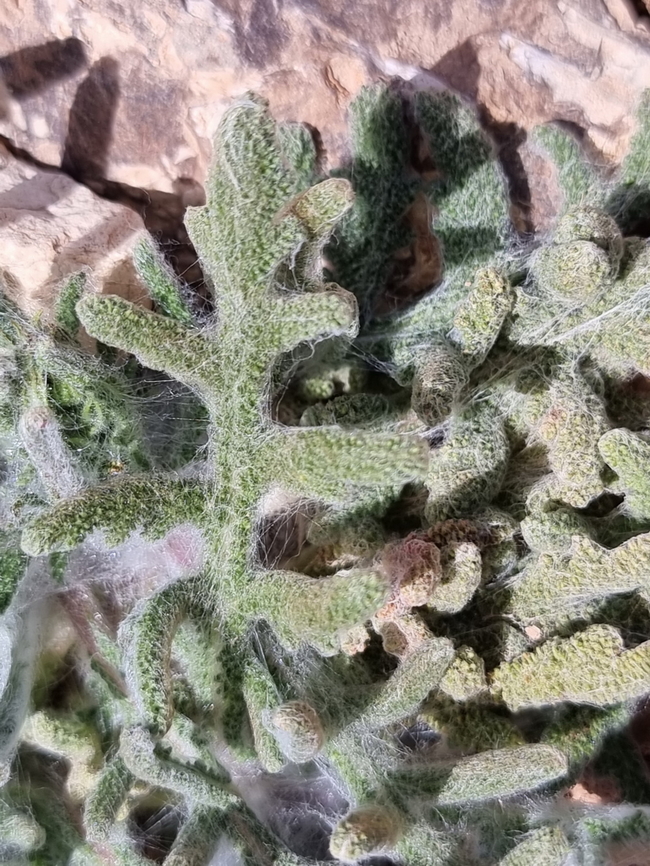 Salvia ceratophylla  Geotagged,Jordan,Salvia ceratophylla,Spring
