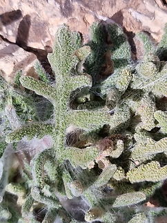 Salvia ceratophylla