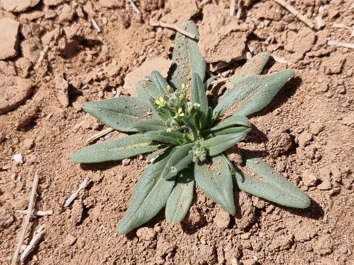 Camelina hispida  Camelina hispida,Geotagged,Jordan,Spring