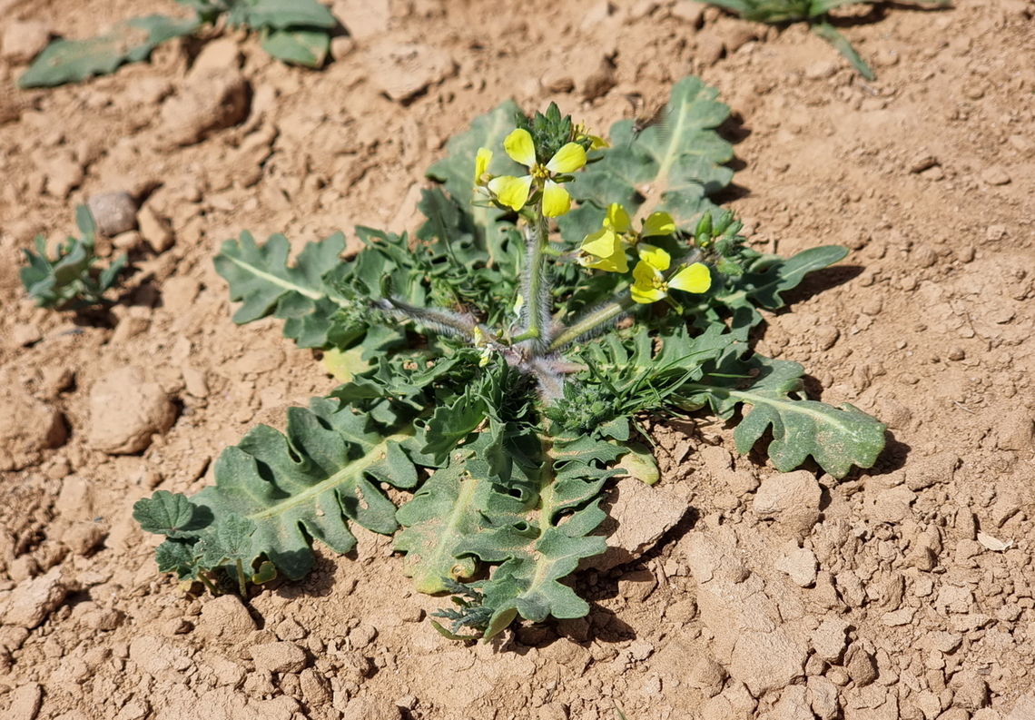 Sisymbrium septulatum  Geotagged,Jordan,Sisymbrium septulatum,Spring