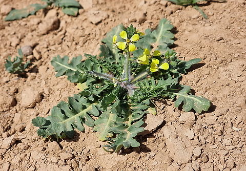 Sisymbrium septulatum  Geotagged,Jordan,Sisymbrium septulatum,Spring