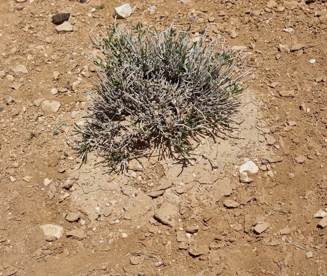 20220405_130035_resize  Geotagged,Jordan,Spring