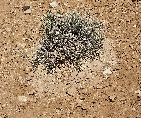 20220405_130035_resize  Geotagged,Jordan,Spring